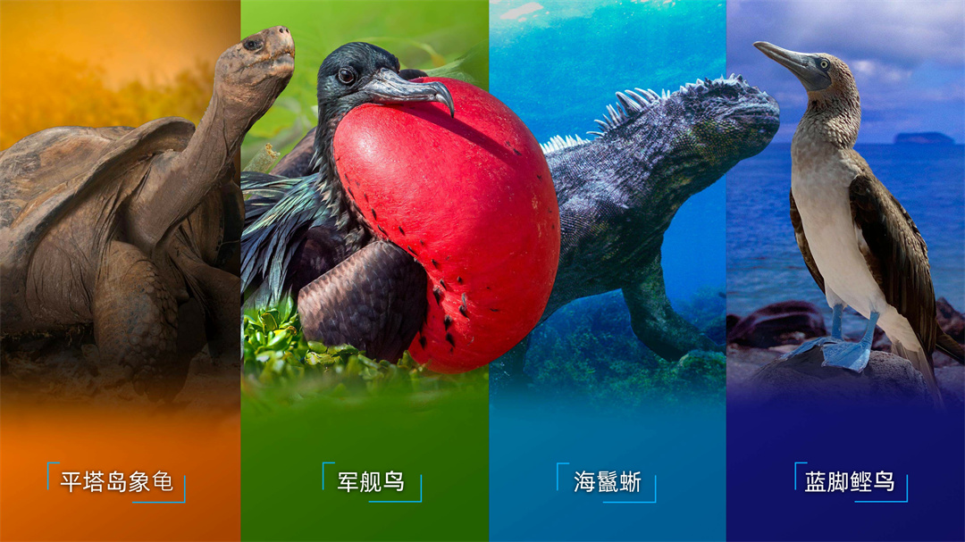 刘润年度演讲2021：进化的力量-485页-261页