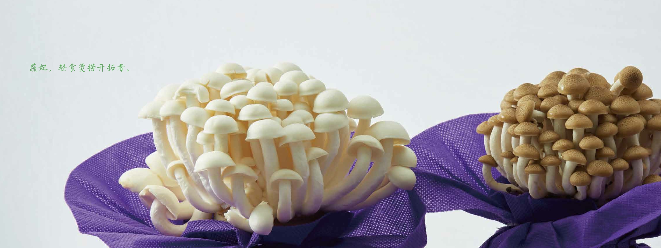 蔬妃麻招商手册.pdf