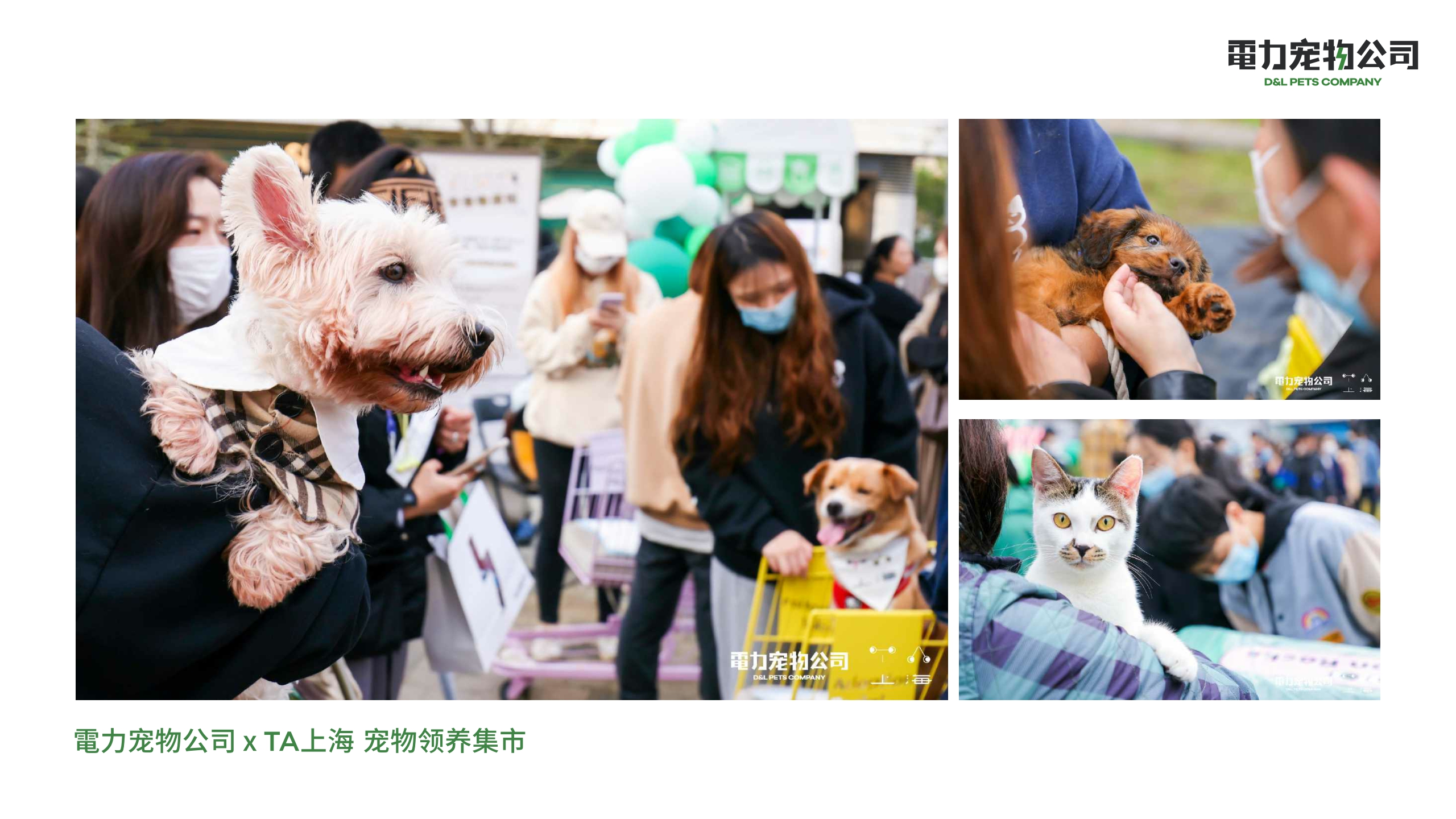品牌手册丨電力宠物公司品牌介绍.pdf