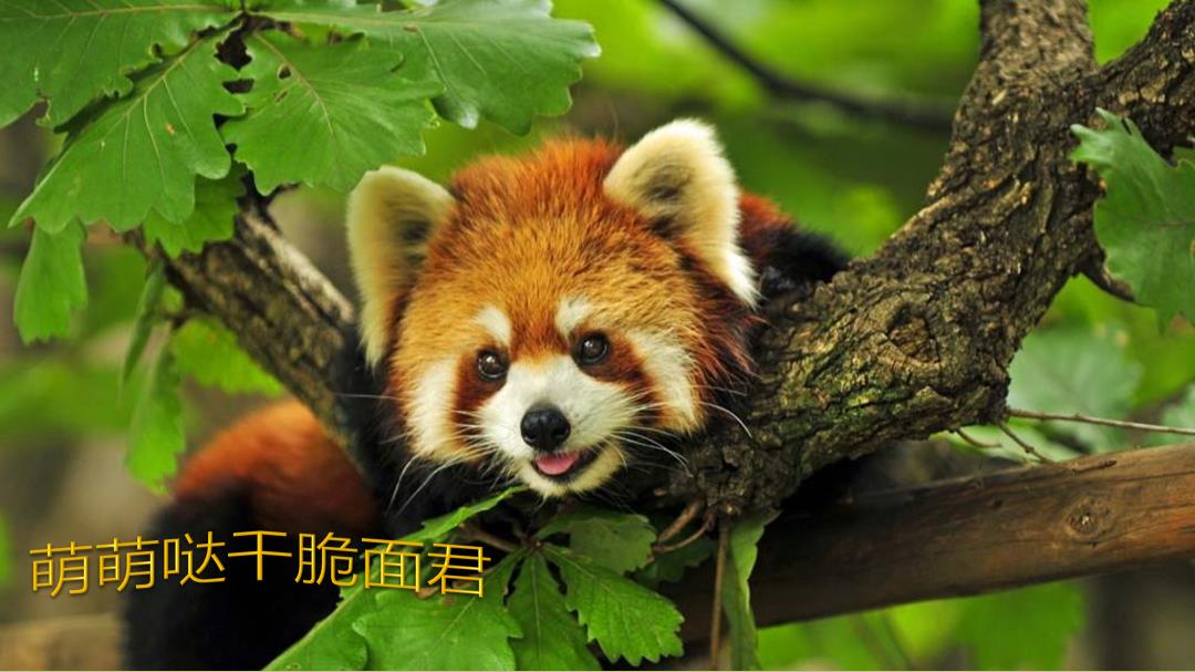 2019-萌宠来袭·欢聚五一韶关保利大都会萌宠主题策划案-39页.pptx